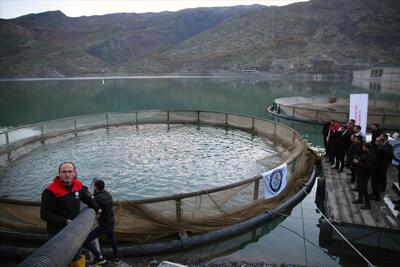 Uludere İnceler Barajı’ndaki balık hasadında hedef 30 ton balık